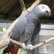 Gray Parrot